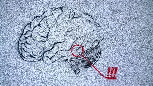 cerveau