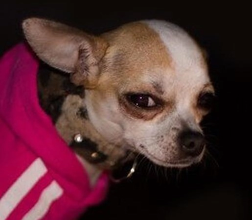 image d'un chien qui regarde en coin